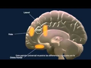 A qué edad madura el cerebro humano