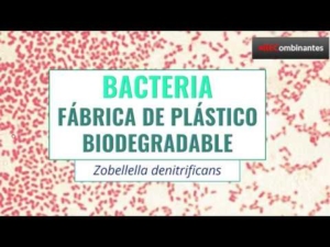 Cómo fabrican plástico las bacterias