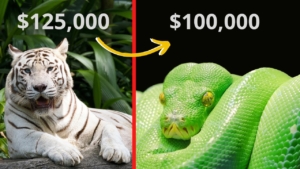 Cuál es el animal más caro
