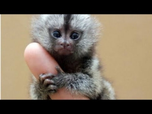 Cuál es el primate más pequeño