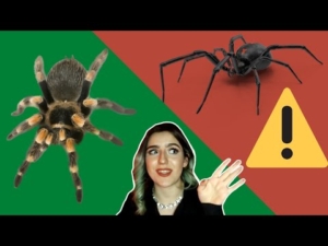 Cuál es la araña más venenosa