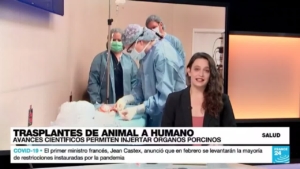 El trasplante de órganos animales en humanos, más cerca