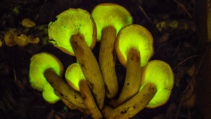 Existen hongos fluorescentes
