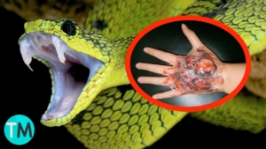 Las serpientes son cada vez más venenosas