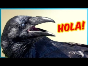 Los cuervos distinguen las voces humanas