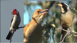 Por qué los pájaros cantan más en primavera