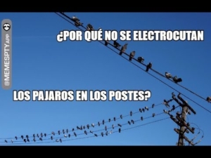 Por qué los pájaros no se electrocutan al posarse en los cables eléctricos