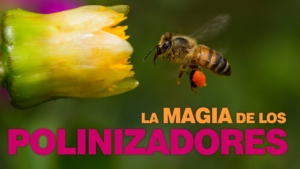 Qué papel juegan las abejas en la polinización